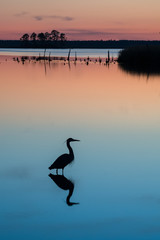 Heron at Sunset, Blackwater National Wildlife Refuge