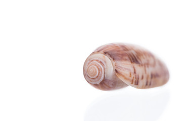 Seashell isolated on white
