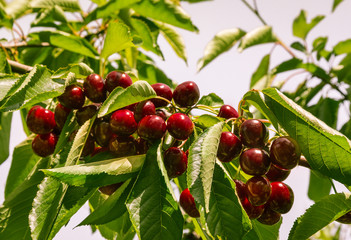 ripe sweet cherries on cherry tree against sky