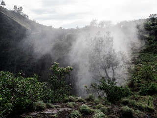 Wald auf Berg mit aufsteigendem Nebel