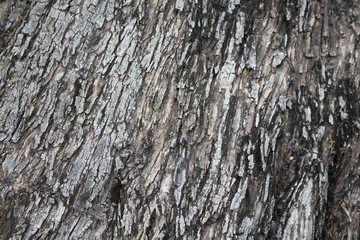 Close up view of tree trunk.