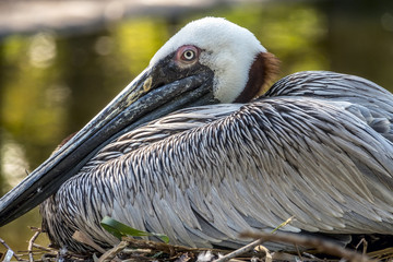  brown pelican,Pelecanus occidentalis