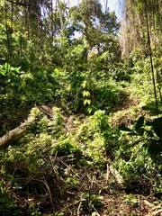 Untouched nature in the gully of the Saint Thomas Parish - Barbados (Caribbean Island of the West Indies)