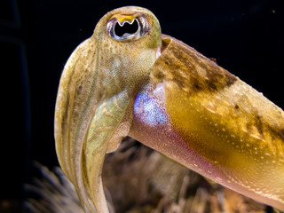 Isolated Cuttlefish in a dark natural background. Close-up of big eye and tentacles.