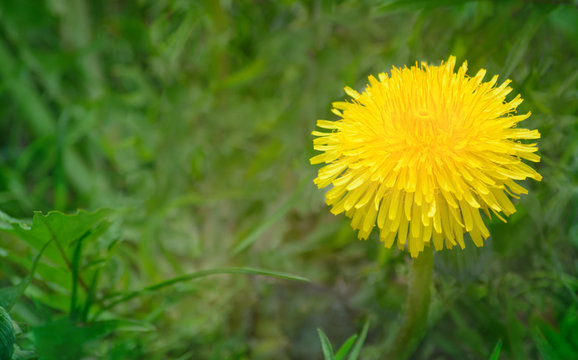 Yellow flower of a dandelion
