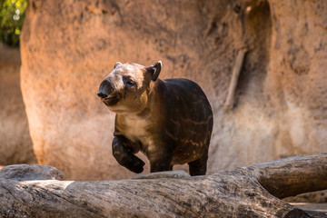 Fototapeta premium Baby Tapir at the zoo