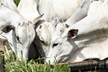 Herd of Nelore cattle grazing in a pasture