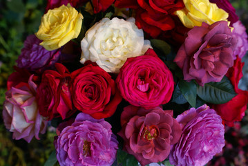 colorful of rose background
