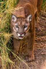 Cougar