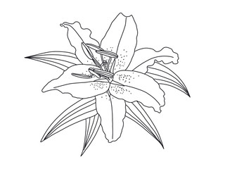 lily flower drawing isolated on White background. illustration