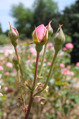 Pink rose buds almost ready to bloom stands out focused against blurred rose garden of pink roses with trees in background