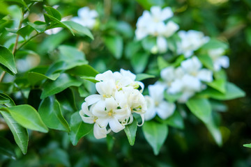 Fototapeta premium Closeup of Orange jasmine or Murraya paniculata in full bloom.