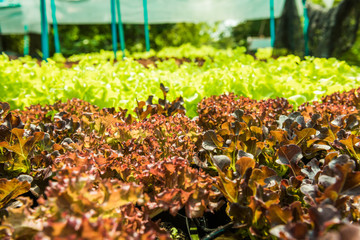 Obraz premium Planting non-toxic Organic vegetables Salad Dressings beautiful Green leafy are grown in the garden with a natural way of safe