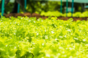 Planting non-toxic Organic vegetables Salad Dressings beautiful Green leafy are grown in the garden...
