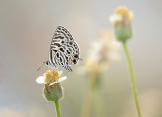 Fototapeta na wymiar butterfly perched on the beautiful flower