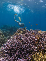 Naklejka na ściany i meble Freediving at tropical reef