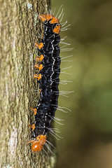 caterpillar black and orange with water drops on trunk extreme close up - caterpillar black and orange on trunk macro photo