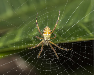 Silver spider in the web with water drops close up -  Argiope argentata in the web macro photo