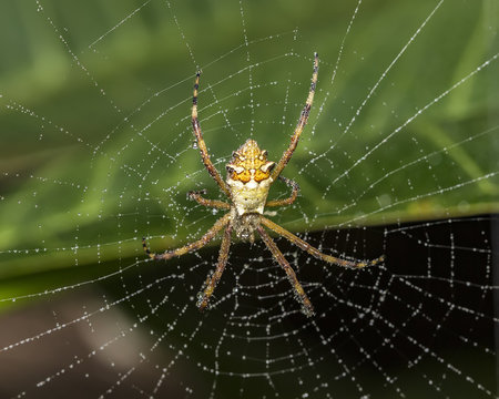 Silver spider in the web with water drops close up -  Argiope argentata in the web macro photo