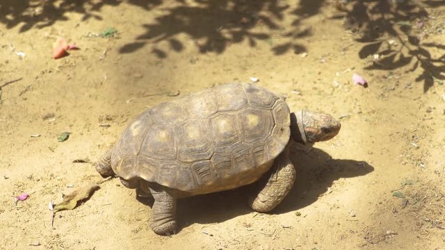 A funny tourtle walking