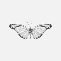 Fototapeta na wymiar Illustration of butterfly