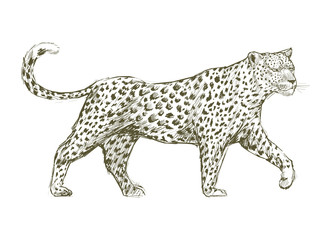 Illustration of panther