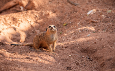 Fototapeta premium meerkat has caught your scent and knows you are watching