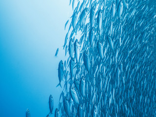 School of sardines on a blue background - obrazy, fototapety, plakaty