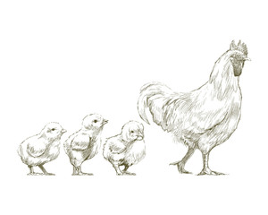 Illustration of chicken © Rawpixel.com
