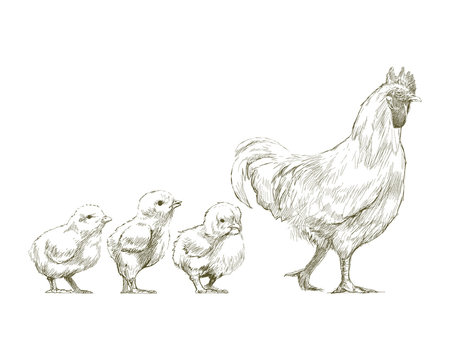 Illustration of chicken