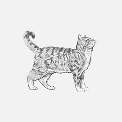 Illustration of cat isolated on background