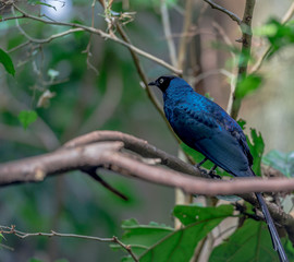 Deep Blue and Purple Plumage on a Blue Glossy Starling Perched on a Branch