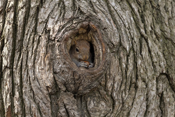 Obraz premium Wild Red squirell with nut in her hands looking from the hollow. NYC Central Park