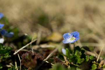 オオイヌノフグリ