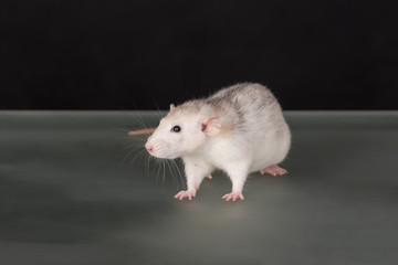 rat on a glass table