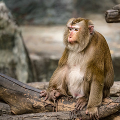 Pig-tailed macaque