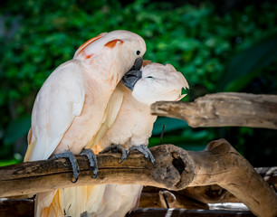Two cockatoos