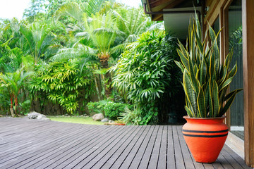 A green plant with yellow-green leaves in an orange pot stands on a dark wooden floor. In the...