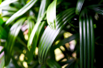 Obraz premium Green leaves photographed from close range in the background of a blue sky. Macro with a partially blurred background to give the photo volume from the sun's rays. Side view with copy space