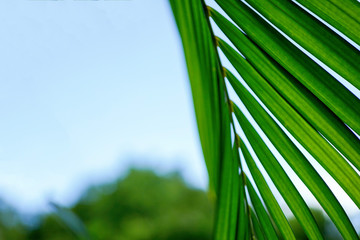 Green palm leaves photographed from a close distance in the background of the blue sky. Top view with copy space to do great summer postcard or presentation