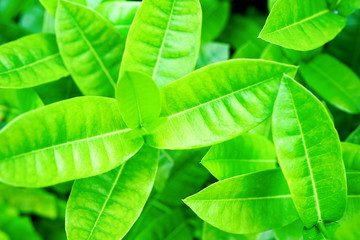 Light green foliage of a healthy plant with leaves. High key, horizontal background or banner. Background texture of tropical nature. Top view with blurred back