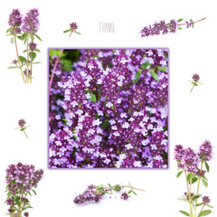thyme, in a garden and isolated flowers