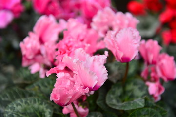 Beautiful orchids in greenhouses
