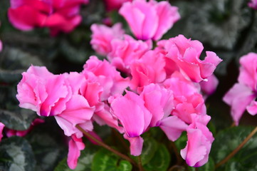Beautiful orchids in greenhouses