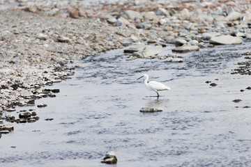 Fototapeta premium 鷺