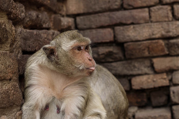 Monkey with tongue sticking.