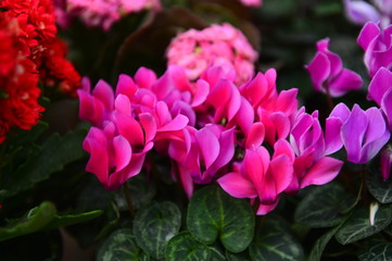 Beautiful orchids in greenhouses