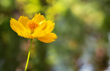 yellow cosmos flower blooming with blurred background. selective focus.