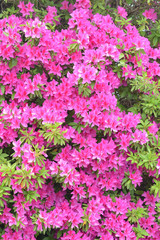 ツツジの花


