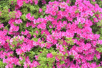 Obraz premium ツツジの花